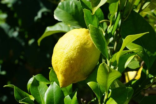 lemon citrus tree