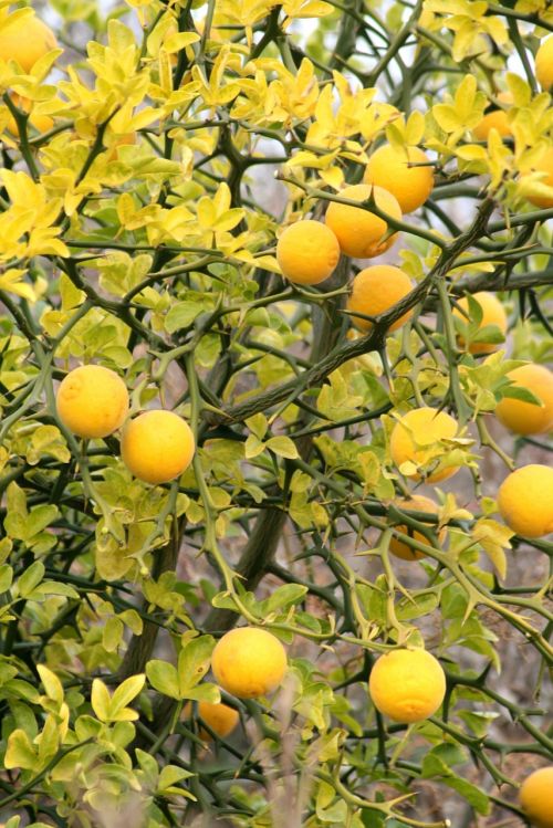lemon citron with lemon