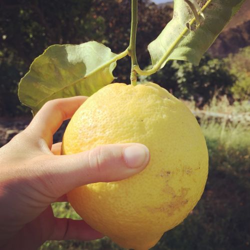 lemon spain citrus