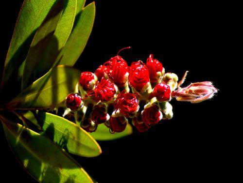 lemon bottlebrush callistemon citrinus flower