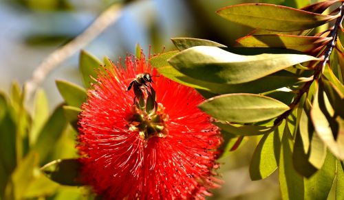 lemon bottlebrush callistemon citrinus flower