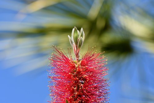 lemon bottlebrush  callistemon citrinus  flowers