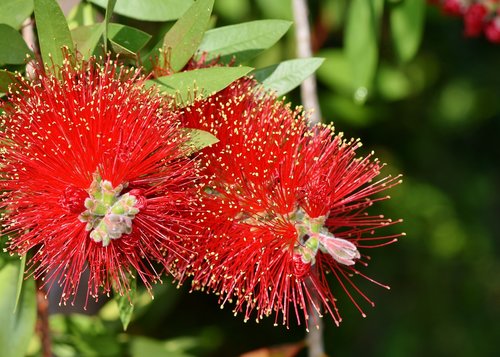 lemon bottlebrush  callistemon citrinus  flowers