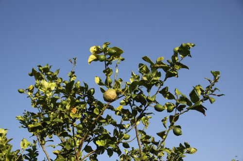 lemon tree lemon fruit tree