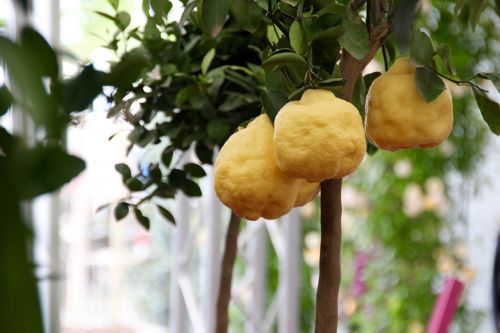 lemon tree lemon citrus fruits