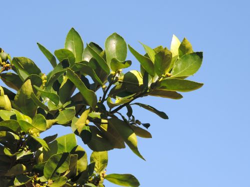 lemon tree tree flower