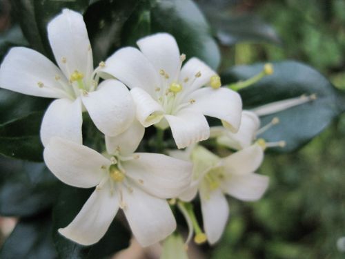 Lemon Tree Blossoms
