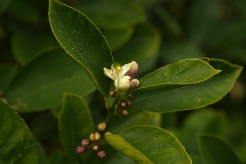 lemon tree flower budding fruit