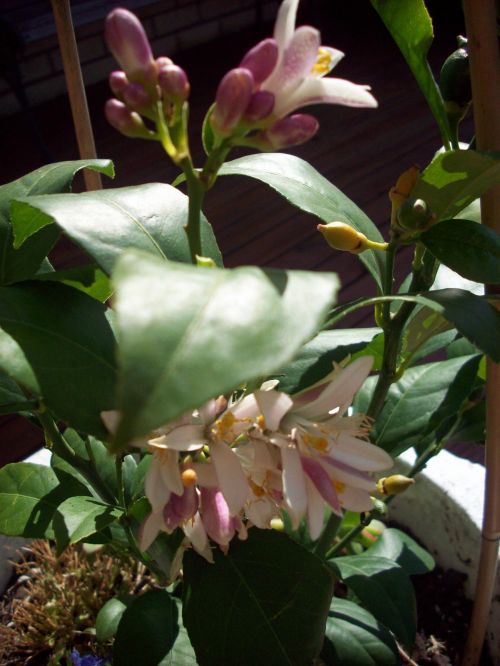 Lemon Tree In Flower