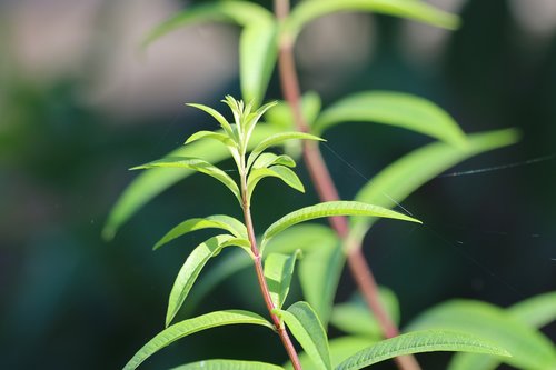 lemongrass  garden  green