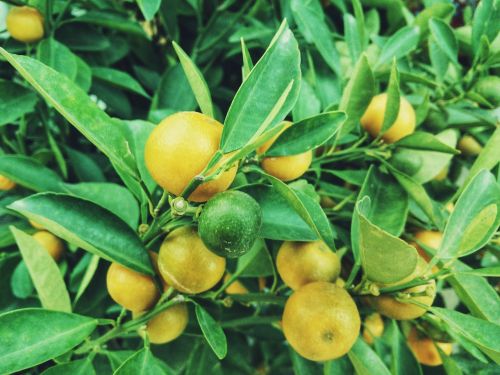 lemons tree fruit