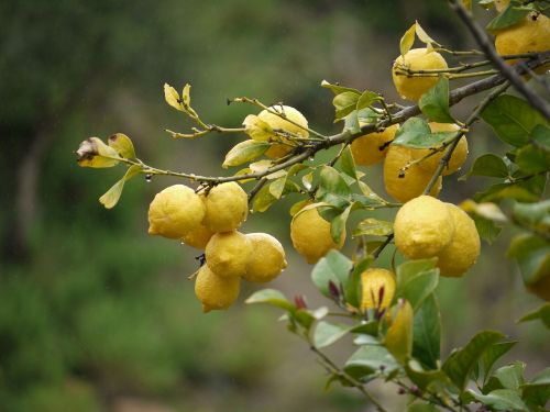 lemons fruit yellow