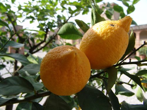 lemons tree bush