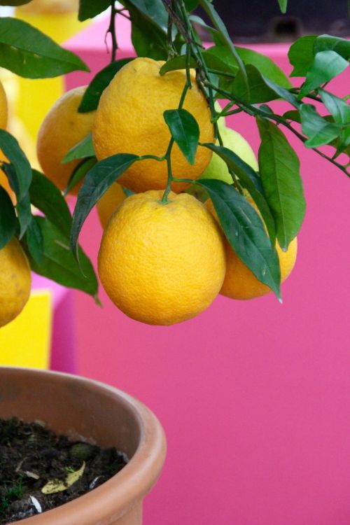 lemons lemon tree yellow