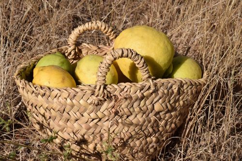 lemons lemon basket fruit basket