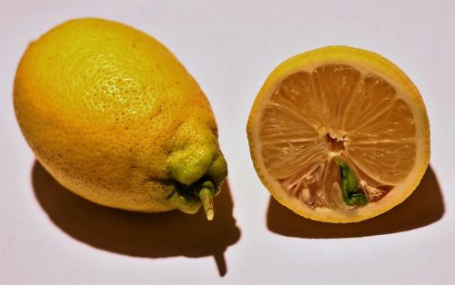 lemons lemon keimling citrus fruits