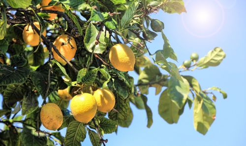 lemons summer citrus fruits