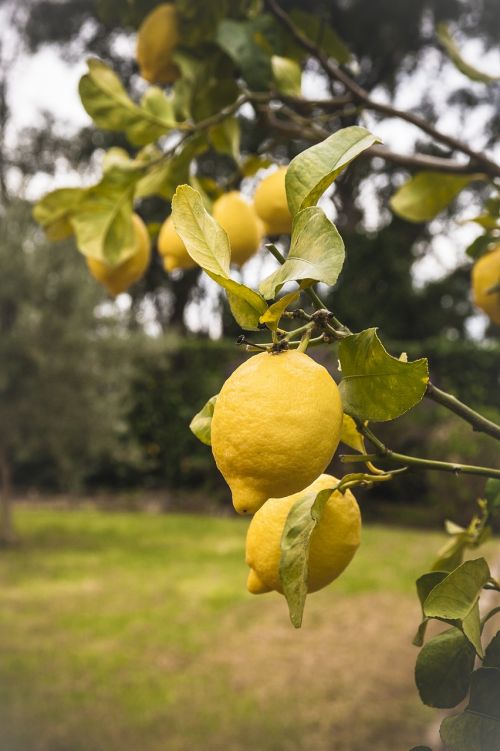 lemons yellow fruit