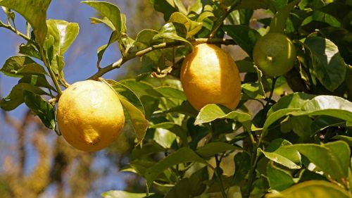 lemons lemon tree citrus fruits