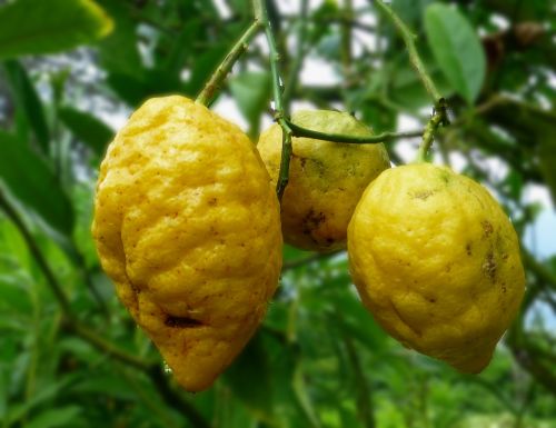 lemons yellow shell