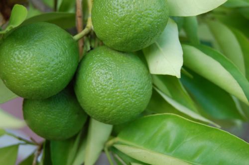 lemons green fruit