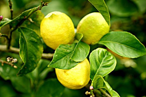 lemons lemon tree citrus
