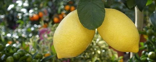 lemons  tree  eat