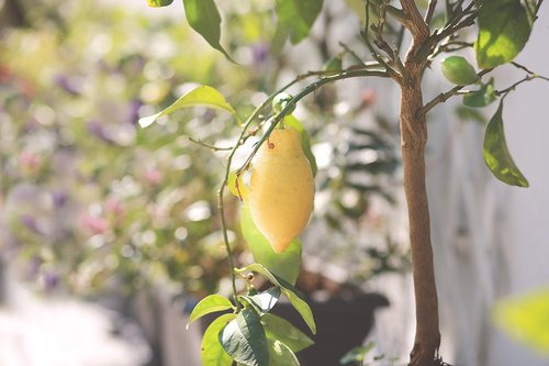 lemons  summer  lemon tree