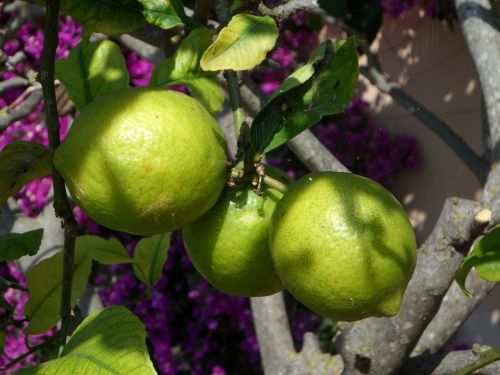 lemons lemon tree citrus