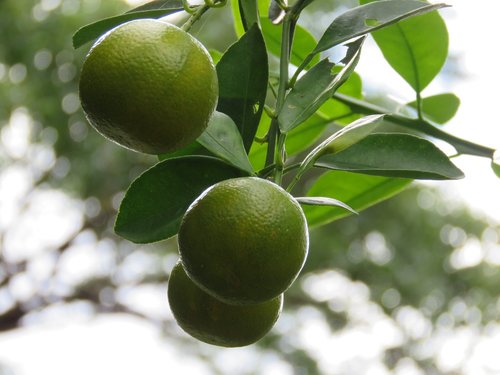 lemons  lemon tree  citrus