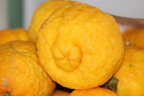 lemons yellow fruit