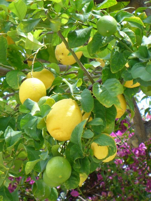 lemons lemon bush yellow
