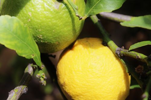 lemons lemon tree fruits