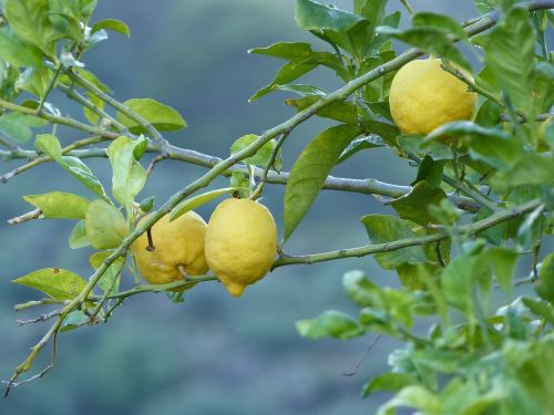 lemons nature fruit