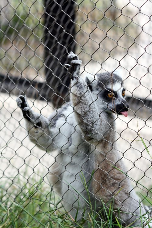 lemur language zoo