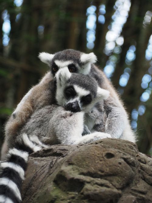 lemur stripe grey