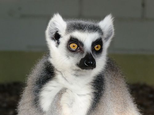 lemur monkey ring tailed lemur