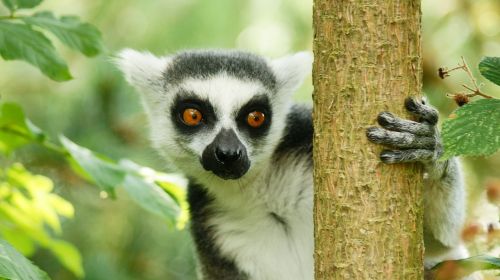 lemur wildlife nature