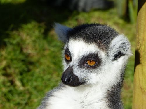 lemur animal wildlife