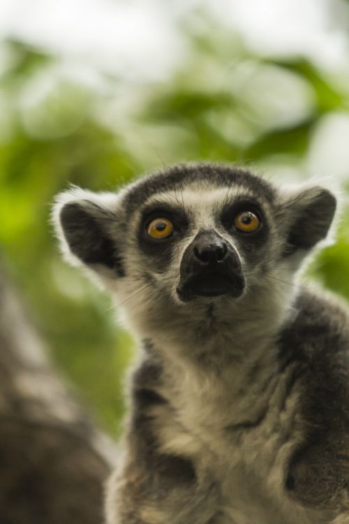 lemur mammal animal