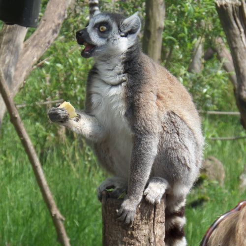 lemur perched meals