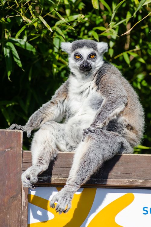 lemur madagascar primate