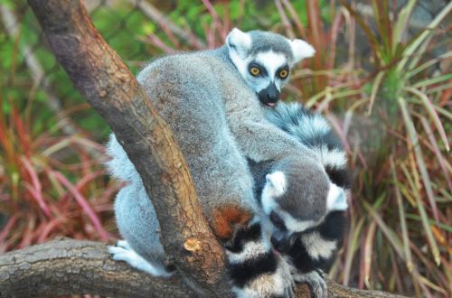 lemur maki wild