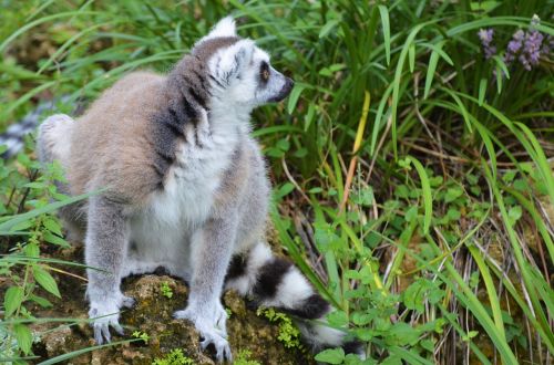 lemur maki wild