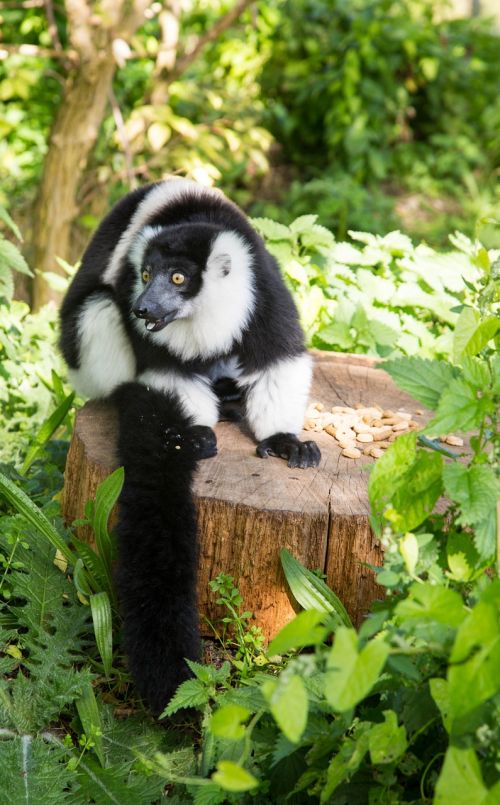 lemur single zoo