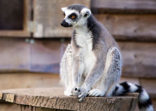 lemur ring tailed primate