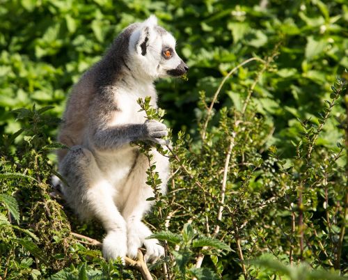 lemur animal wild