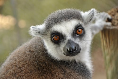 lemur animal zoo