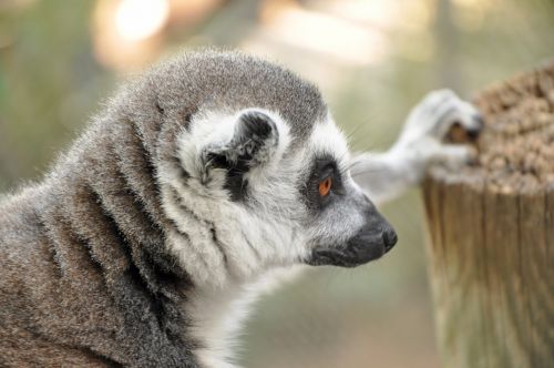 lemur animal zoo