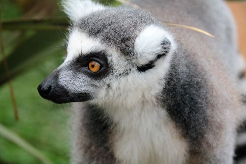 lemur fur mammal